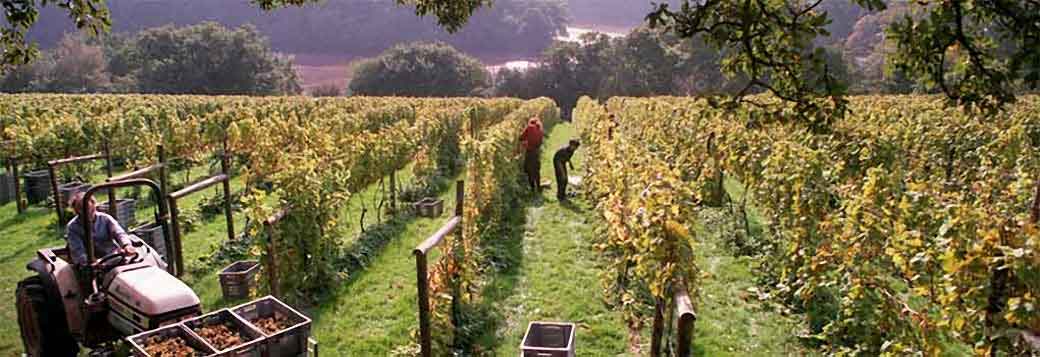 Picture of Sharpham Wines