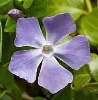Picture of Greater Periwinkle